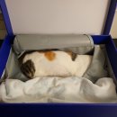 반려동물 장례식장 펫포레스트 고양이 장례 &amp; 루세떼 제작 후기