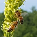 왕벌농장 이미지