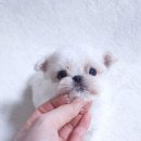 루시드 리엔 이미지