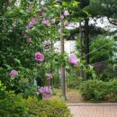 무궁화공원 농구장 이미지