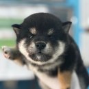 남부켄넬 이미지