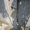 금미장 | 옹벽 균열 보수 무너진 담장 미장 복원 평택 시공 방법