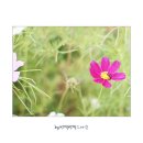 꽃의나라 이미지