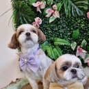 그루밍140 이미지