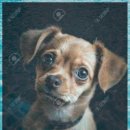 바우와우 이미지