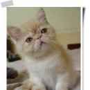 형제만두 이미지