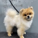 강남애니펫샵 이미지