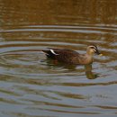 호수정감 이미지