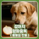 그린벨 이콰인 동물병원 | 강아지가 양파를 먹었어요