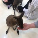 에덴미어캣프랜즈 이미지