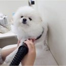 털뭉치이발소 이미지