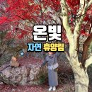사람과 자연 | 온빛자연휴양림 단풍 실시간 후기