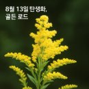 골든13(Golden13) 이미지