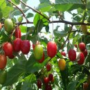 갈릴리농장 이미지