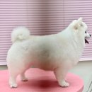 코코 반려견샵 이미지