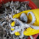 20일- 자연산 활참돔, 활광어, 활감성돔, 활쭈꾸미, 3단병어, 아귀 판매- 목포먹갈치생선카페 이미지