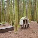제주어 나들이 | 🌲일요일 오후, 지친 일상에 쉼표를… 제주 사려니숲길.