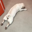 위런한방재활동물병원 이미지