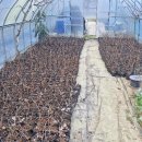 버들목장 이미지