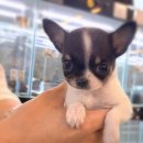 도움사 | 21/4/18 치와와입양후기