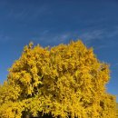 여주-1092 | “2025년 11월 11일 현재 원주 반계리 은행나무 절정 – 문막의 천연기념물, 올가을 노랑 물결 현황과...