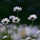 운산천 이미지