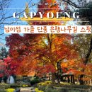 부암역 5번 출구 교통섬 | 남이섬은행단풍 나무 절정 서울근교 단풍 명소 구경 추천 입장권 할인 먹거리