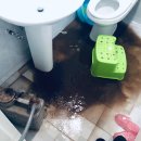 순천-05호 이미지