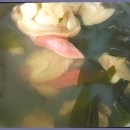 소문난김치찌개 이미지