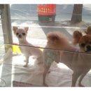 토비애견미용 이미지