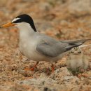 母子像(모자상) 이미지