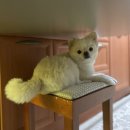 코코 서플라이 이미지