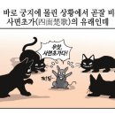 고사성어 유래＜93＞四面楚歌(사면초가) 이미지