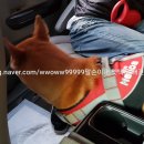 보리펫택시 이미지