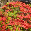 표준반상 이미지