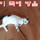 고양이 목에 방울 달기Putting a bell around the cat's neck 이미지