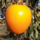 함양고종시,단성시 묘목 판매합니다. 이미지