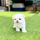 행복한펫샵 이미지