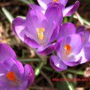 가득한정원 이미지