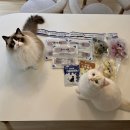 페일블루닷 이미지