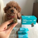 더덴탈 | 강아지덴탈껌 추천 벨라맥스 강아지 구강 유산균 입냄새 제거 솔직후기