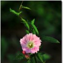 해오름관광농원 이미지