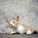 행복한고양이 - 고양시 일산동구 무궁화로 32-21 | 행복한고양이