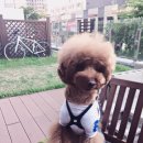 펫 파라다이스(pet paradise) 이미지