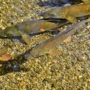 (주)송정약품 이미지