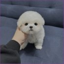 부산강아지분양 드림독 안심분양센터 부산점 | 부산강아지분양, 드림독 안심분양센터 부산점에서 건강한 반려견을 만나다!