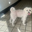 놀러오개 애견유치원 애견호텔 전주점 이미지