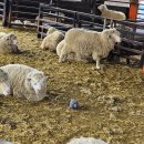 송영신목장 | [내돈내산] 수도권 근교 당일치기 여행! 안성 팜랜드 후기 2부.