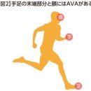 수족냉증 막는 6가지 방법~열쇠는「AVA혈관」 이미지