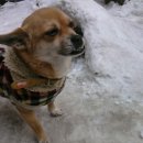 강아지집 이미지